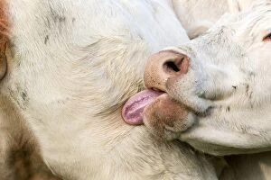 Images Dated 30th September 2012: Charolais Cow / Cattle - licking itself. Vesoul
