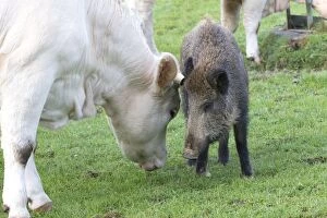 Images Dated 30th September 2012: Charolais Cow / Cattle - with Wild Boar. Vesoul