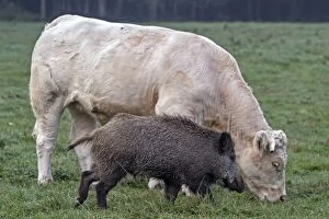 Images Dated 30th September 2012: Charolais Cow / Cattle - with Wild Boar. Vesoul