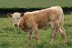 Images Dated 15th July 2009: Charolaise Cattle