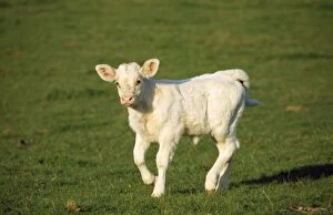 Images Dated 15th July 2009: Charolaise Cow - calf on grass