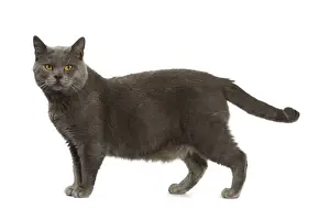 Chartreux Cat