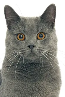 Chartreux Cat