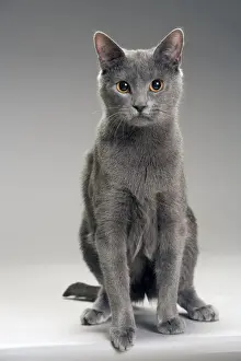 Chartreux Cat