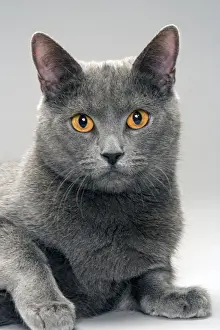 Chartreux Cat