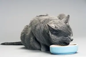 Chartreux Cat - eating from bowl