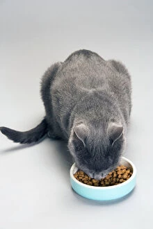 Chartreux Cat - feeding from bowl with dry food