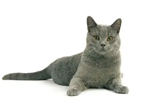 Chat Prints: Chartreux Cat - Lying down