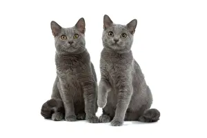 Chartreux Cats - two sitting