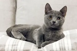 Chartreux Kitten