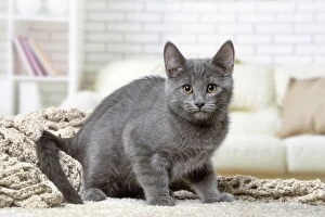 Chartreux kitten indoors