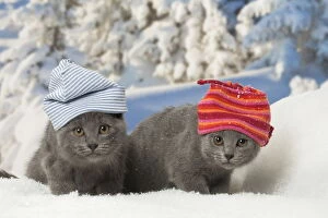 Two Chartreux kittens in winter snow wearing hats
