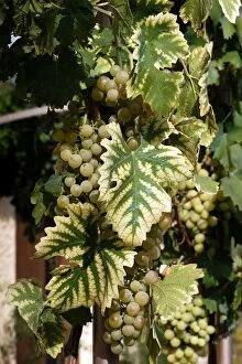 Images Dated 10th August 2005: Chasselat Grape - with chlorosis disease Provence - France
