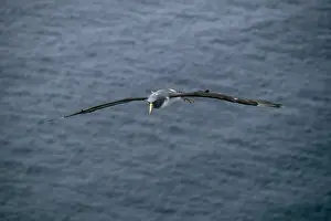 Gliding Prints: Chatham Albatross / Chatham Mollymawk - in flight Chatham Islands, New Zealand