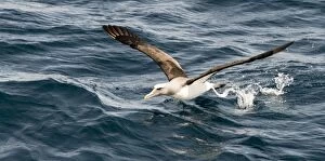 Chatham Albatross in flight taking off from the sea