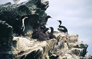 Chatham Island Shag - colony with adults and young