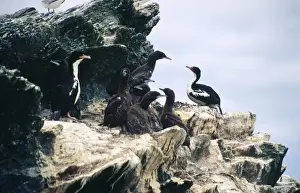 Shags Prints: Chatham Island Shag - colony with adults and young