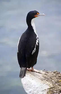 Shags Prints: Chatham Island Shag Previously known as: Leucocarbo onslowi