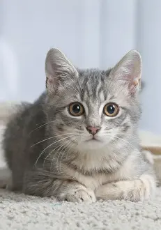 Chaton de gouttiere