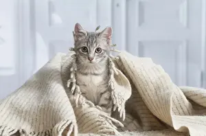 Chaton de gouttiere