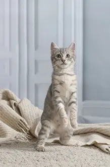 Chaton de gouttiere