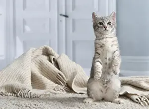 Chaton de gouttiere