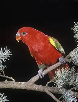 Chattering Lory