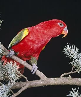 Chattering LORY