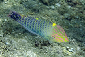 Amed Gallery: Checkerboard Wrasse - Pyramids dive site, Amed