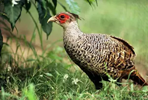 Pheasants Prints: Cheer Pheasant - also known as: Chir pheasant and Wallich's pheasant Previously known as