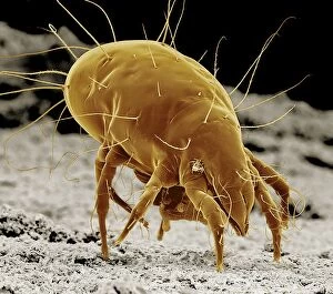Microscopic Gallery: Cheese Mite