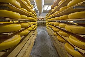 Images Dated 19th April 2012: Cheese - rows of cheese blocks in factory