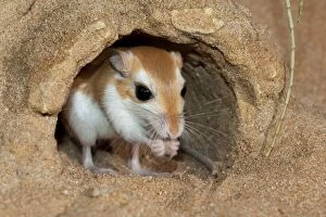 Images Dated 18th August 2012: Cheesman's Gerbil - at burrow entrance