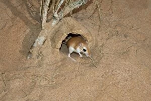 Images Dated 18th August 2012: Cheesman's Gerbil - at burrow entrance