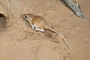 Images Dated 18th August 2012: Cheesman's Gerbil - digging