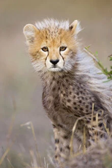 Cheetahs Gallery: Cheetah - 10-12 week old cub