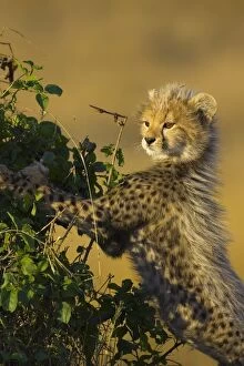 Images Dated 14th August 2006: Cheetah - 10-12 week old cub - Maasai Mara Reserve - Kenya