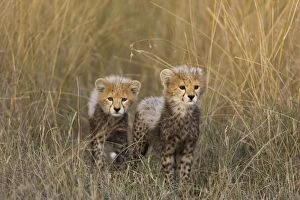 Cheetah - 10-12 week old cubs in long grass