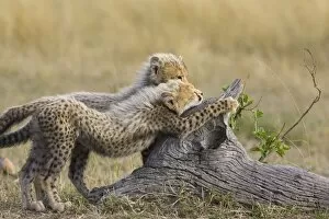 Images Dated 16th August 2006: Cheetah - 10-12 week old cubs playing with log - Maasai Mara Reserve - Kenya