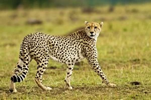 Cheetah - on the move