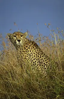 Cheetah
