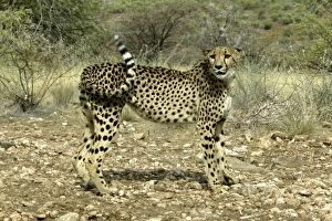 Images Dated 30th December 2003: cheetah