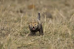 Cheetah - 16 day old cub calls to its mother while clumsily walking through the grass