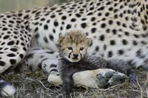 Images Dated 7th February 2006: Cheetah - 16 day old cub resting on its mother's leg - Maasai Mara Reserve - Kenya