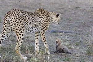 Cheetah - 18 day old cub calling to mother