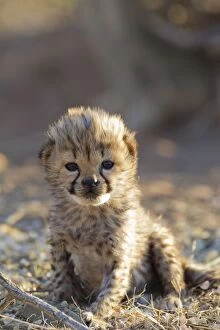 Cheetah - 19 days old male cub