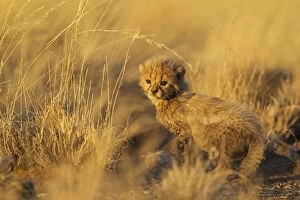 Cheetah - 39 days old male cub in the last light