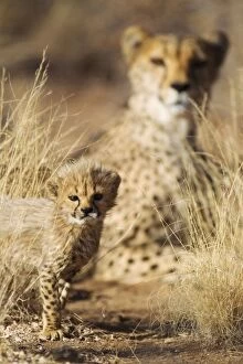 Cheetah - 39 days old male cub with its mother