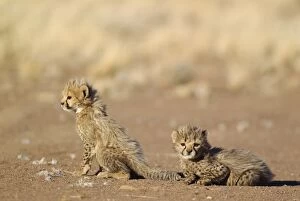 Cheetah - two 39 days old male cubs