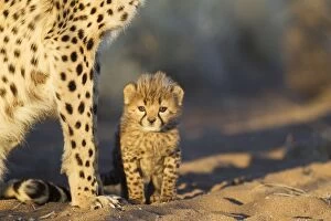 Cheetah - 40 days old male cub next to its mother